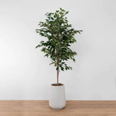 Potted Altissima Ficus Tree