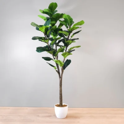 Fiddle Leaf Fig Tree