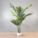 Areca Palm Tree